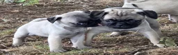 Pug dogs for sale: Pipsqueak - Ad 5