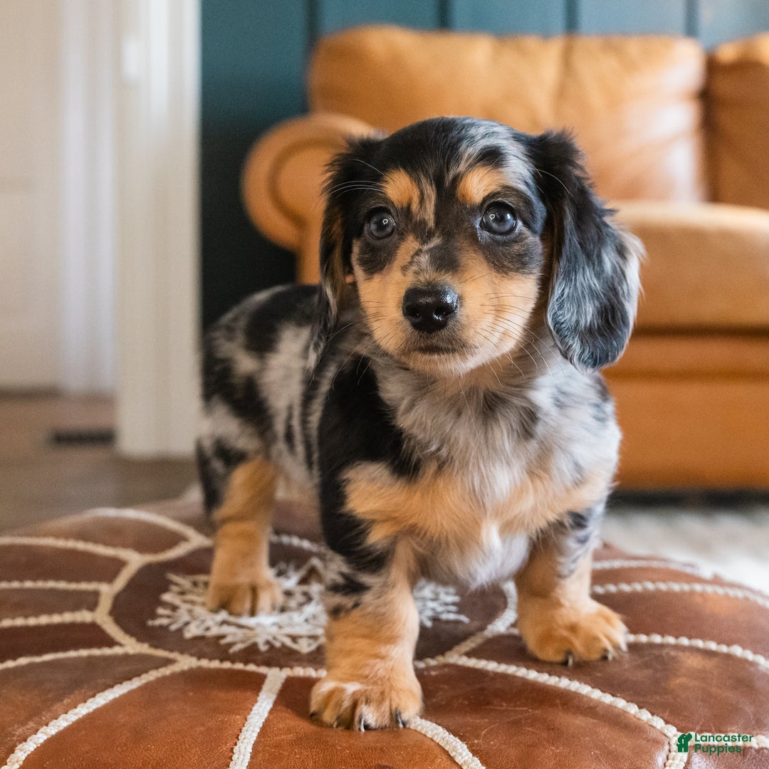 Dachshund dogs for sale: Dash - CHRISTMAS PUPPY! - Ad 25