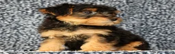Yorkiepoo dogs for sale: Zip - Ad 4