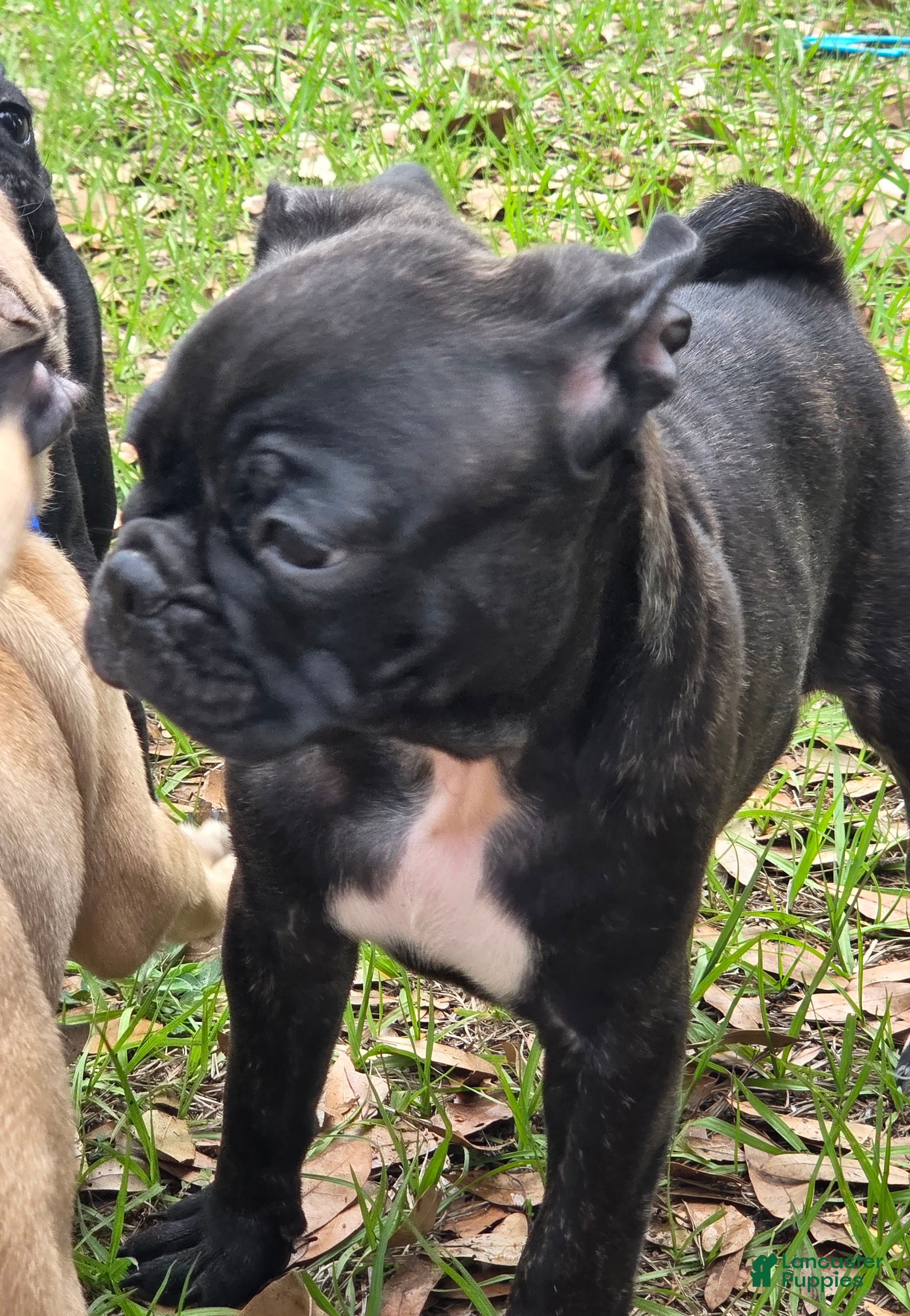 Mixed Breed dogs Blossom  - Ad 2