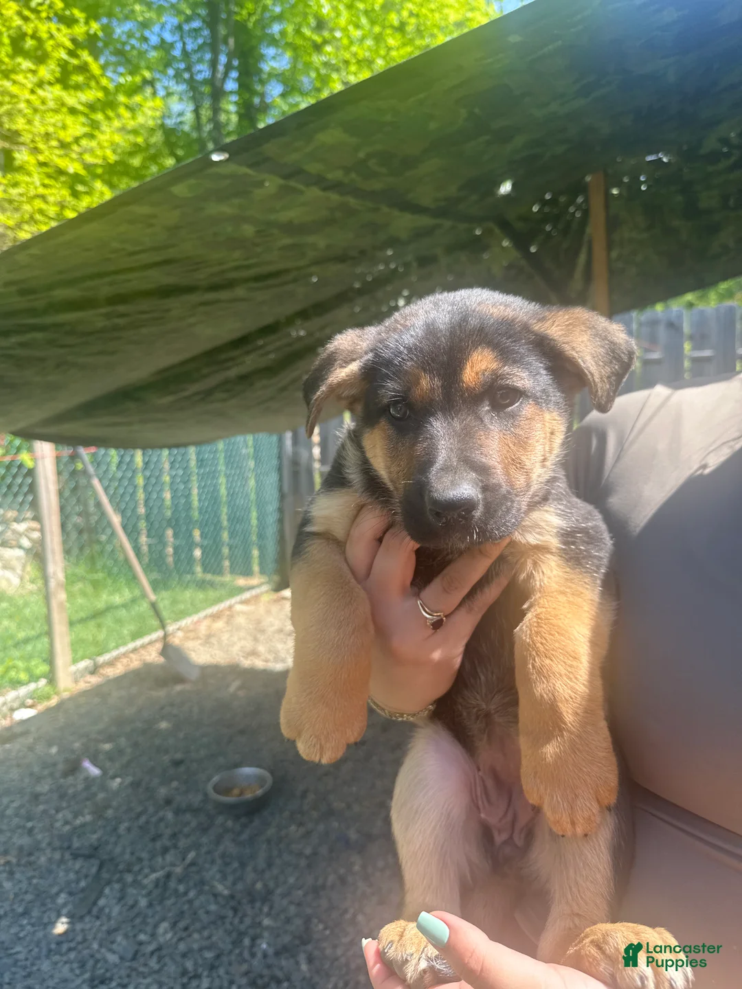 German Shepherd dogs for sale: German Shepherd Puppy 4 - Ad 1