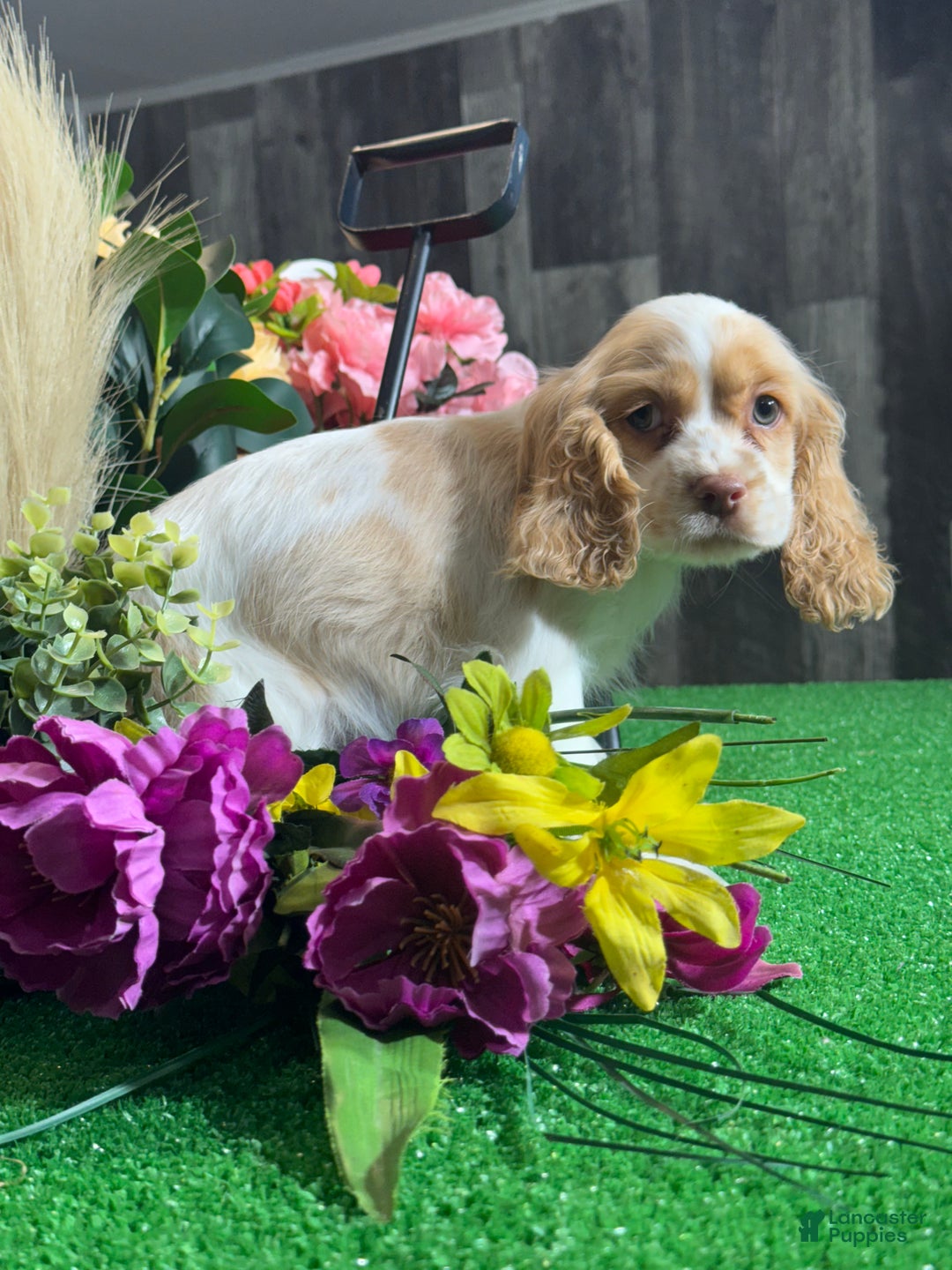 Cocker Spaniel dogs for sale: Octavia  - Ad 2