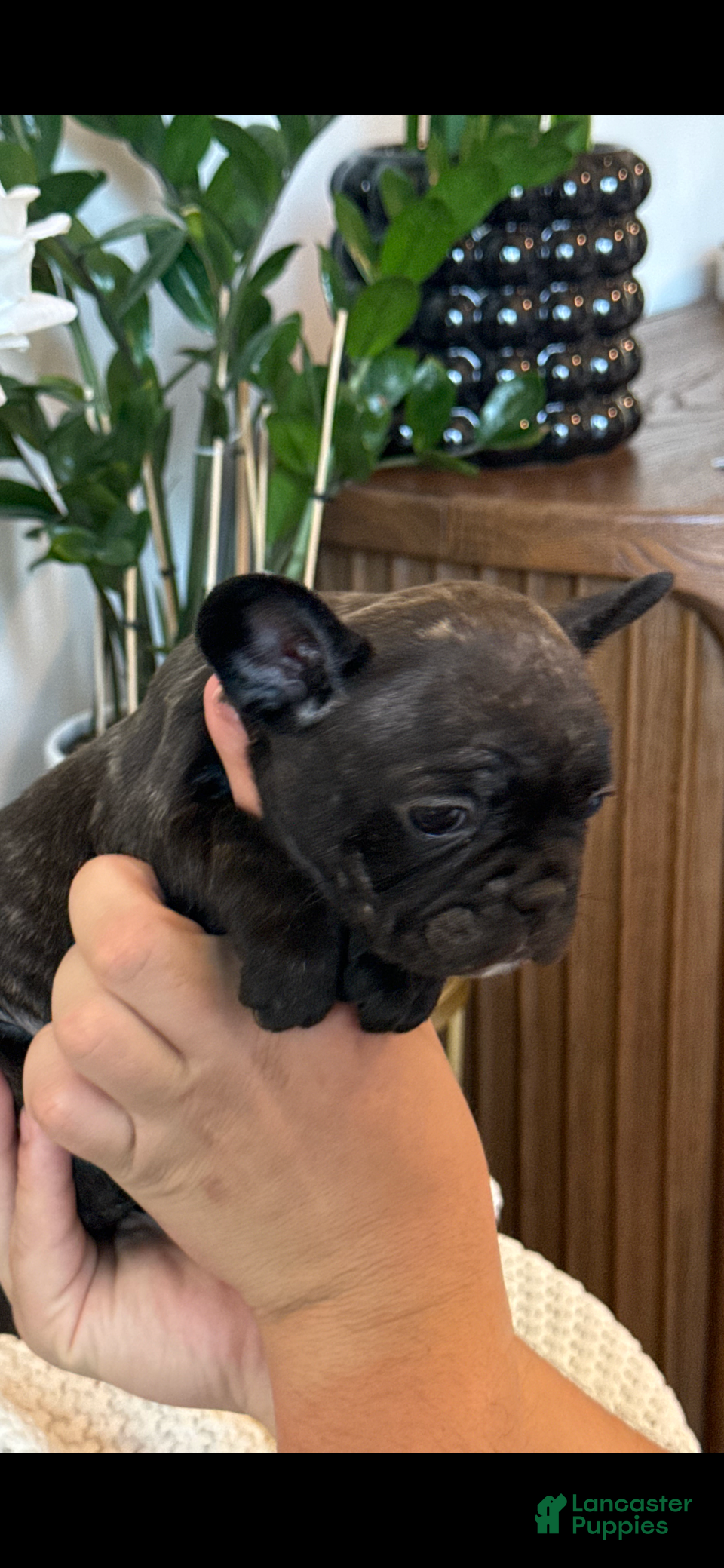 French Bulldog dogs French Bulldog Puppy 8 - Ad 36