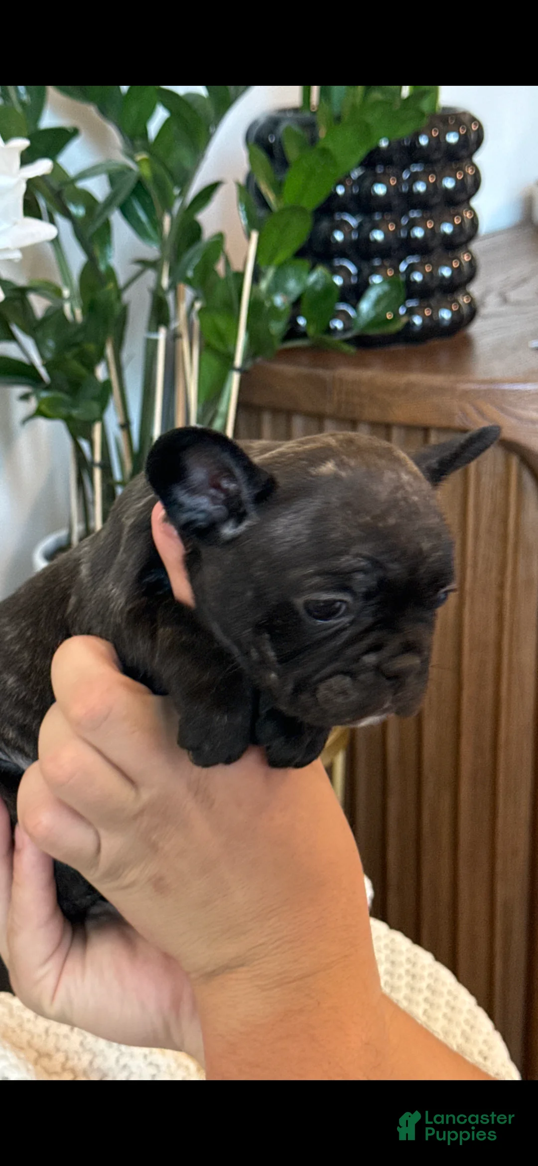 French Bulldog dogs for sale: French Bulldog Puppy 8 - Ad 1