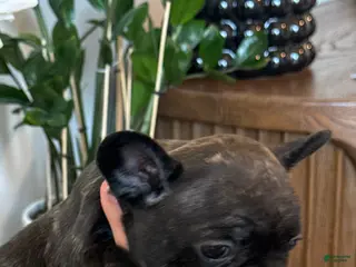 French Bulldog dogs French Bulldog Puppy 8 - Ad 37