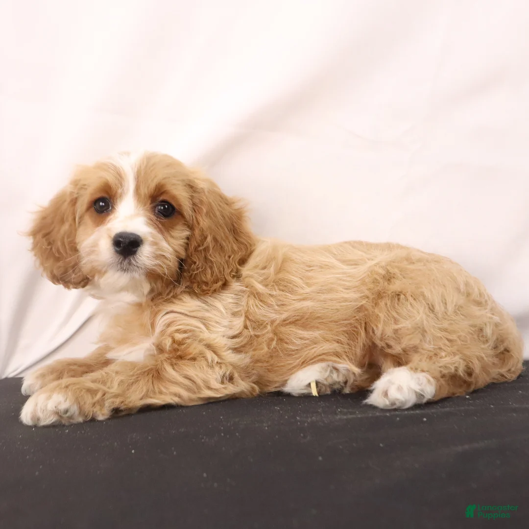 Cavapoo dogs for sale: Lilly - Ad 2
