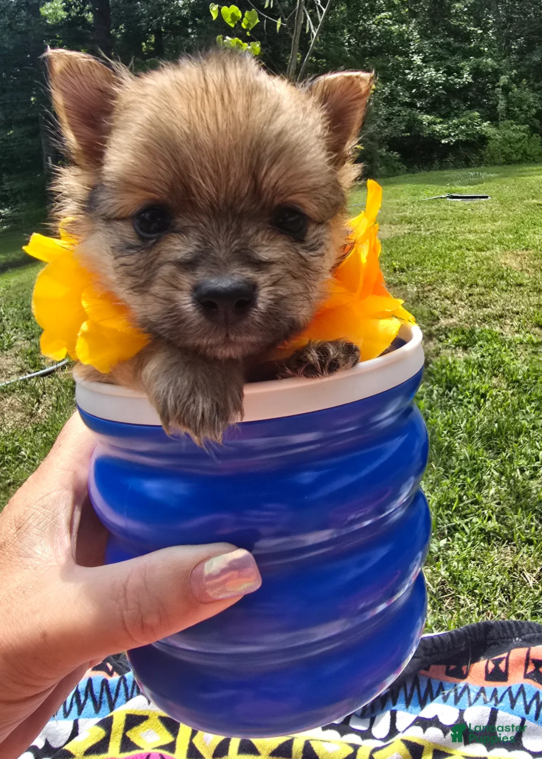 Pomeranian dogs for sale: Pomeranian Puppy 1 - Ad 1