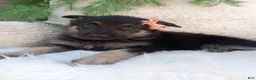 German Shepherd dogs for sale: Roxy  - Ad 3