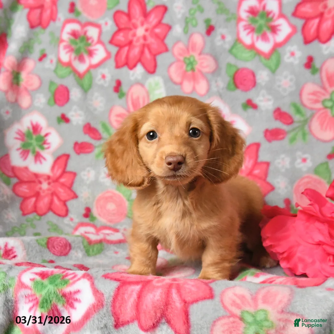 Miniature Dachshund dogs for sale: Peaches - Ad 2