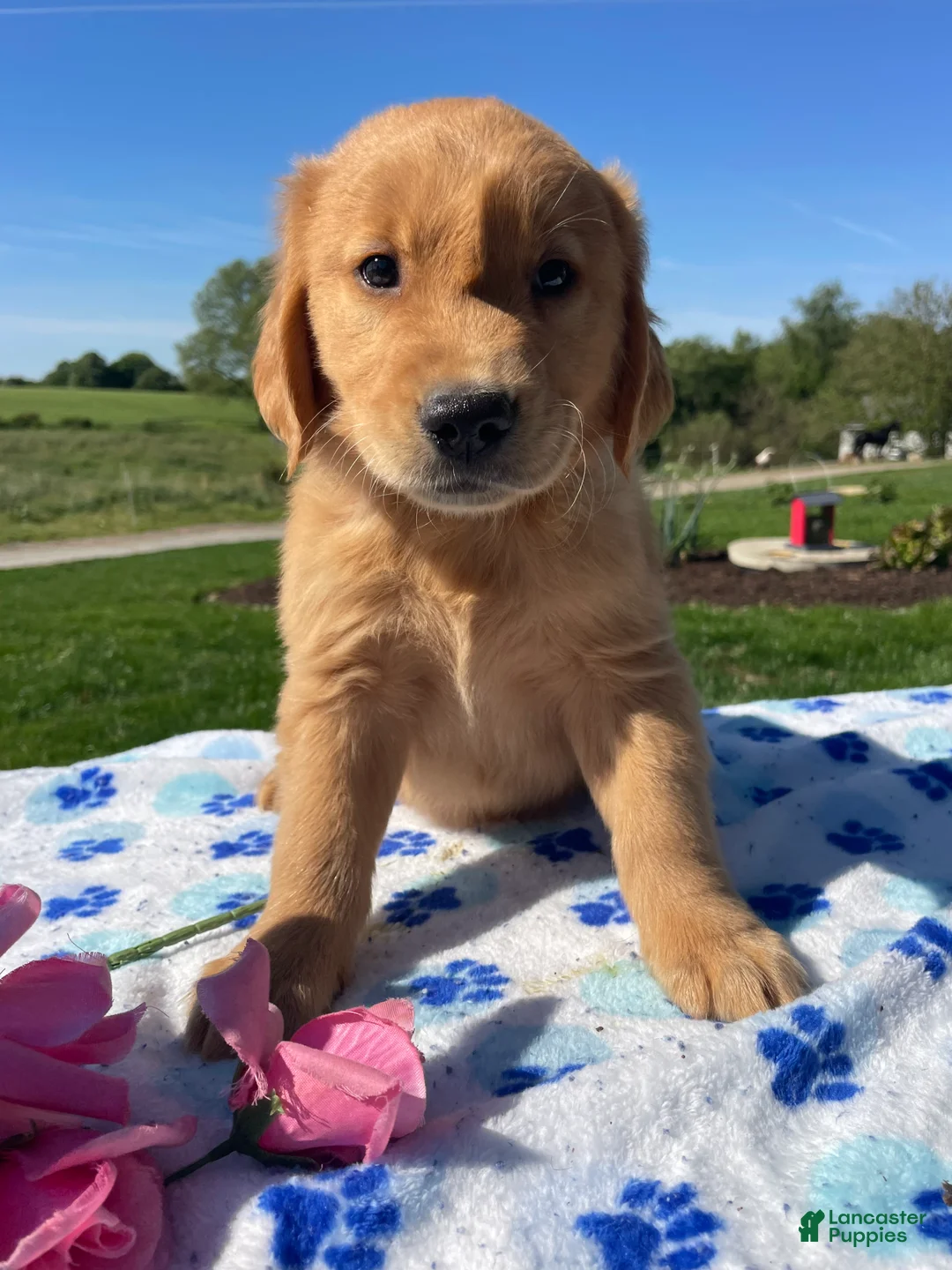 Golden Retriever dogs for sale: Oliver - Ad 1