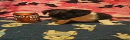 Chihuahua dogs for sale: Butter - Ad 10