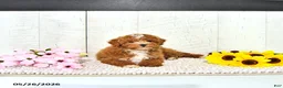 Miniature Poodle dogs for sale: Ronnie - Ad 3