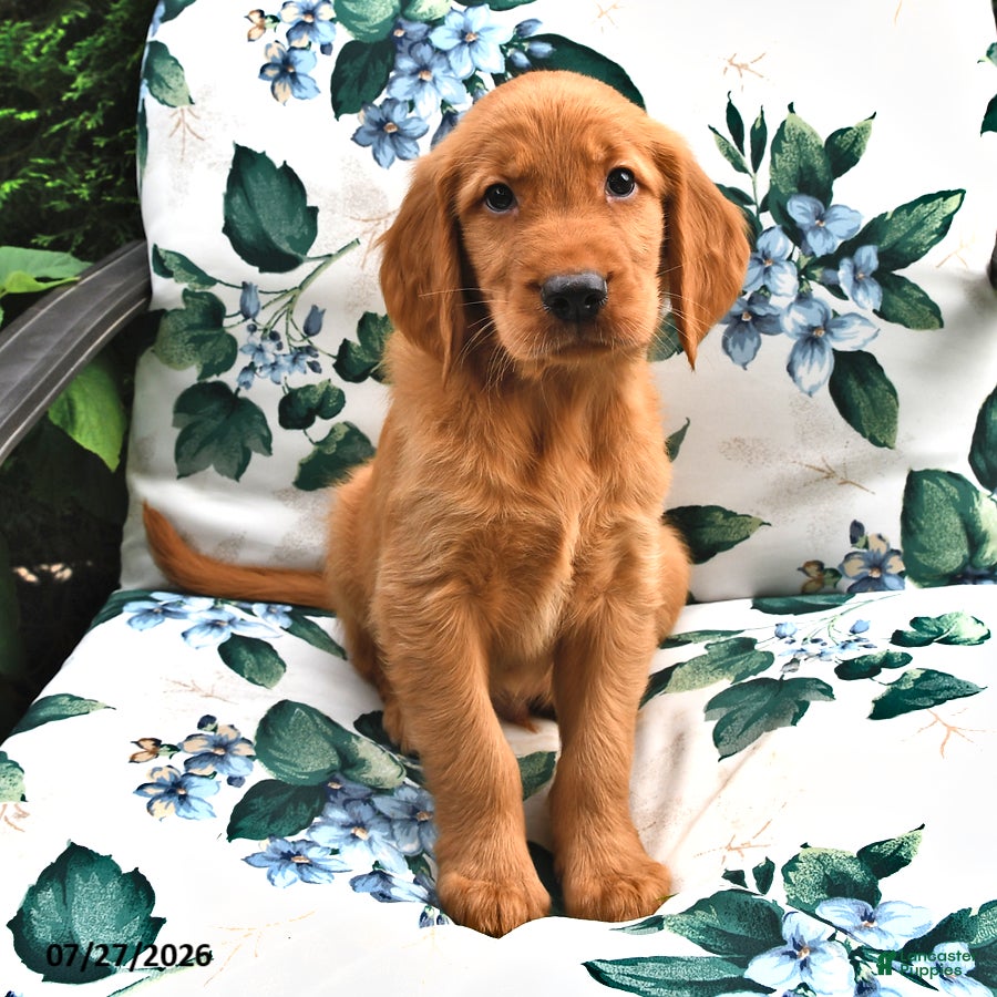 Golden Retriever dogs Timmy - Ad 2