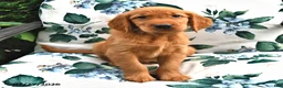 Golden Retriever dogs for sale: Timmy - Ad 2