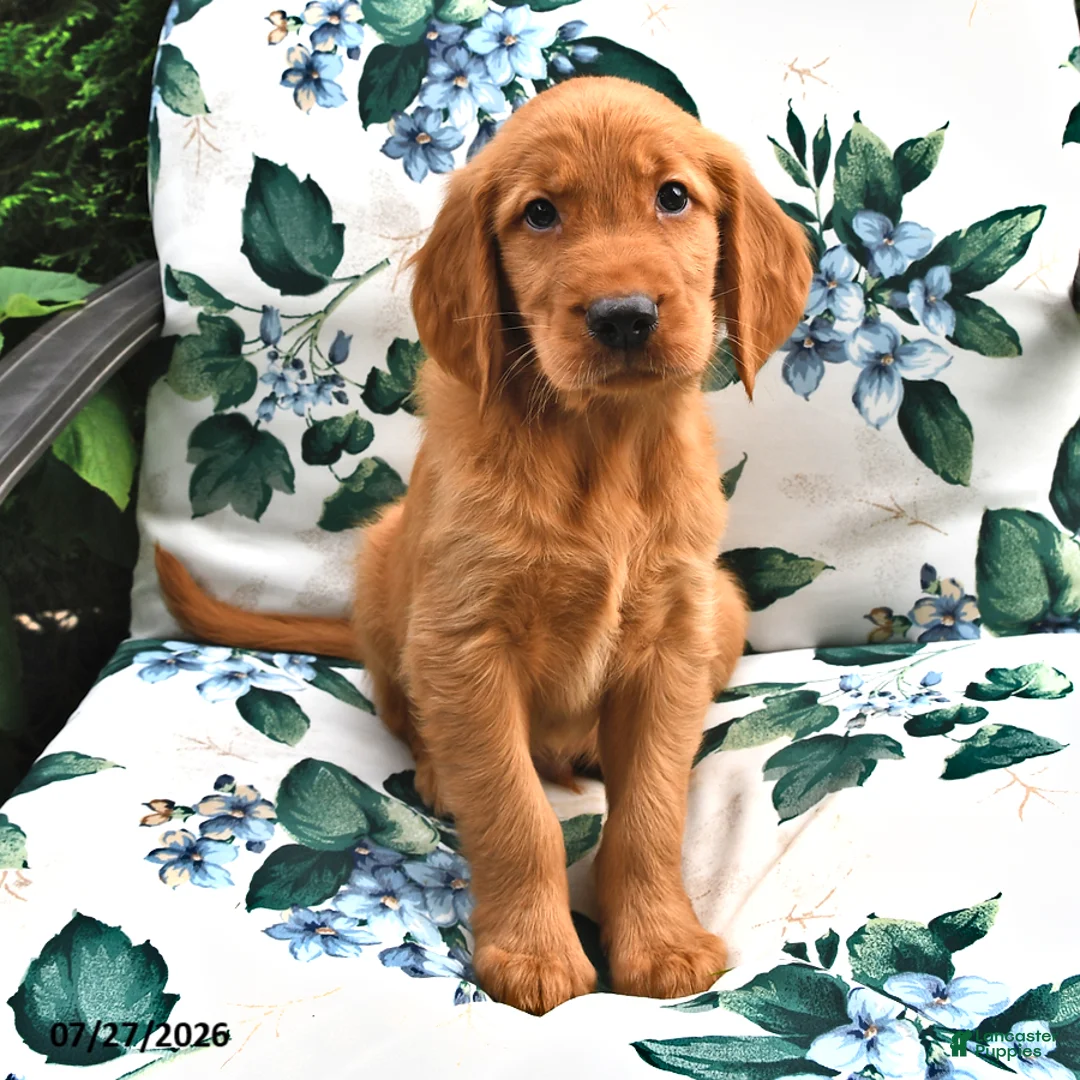 Golden Retriever dogs for sale: Timmy - Ad 2