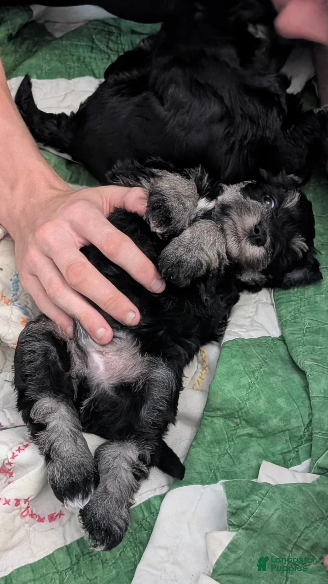 Miniature Schnauzer dogs for sale: Ernie - Ad 2