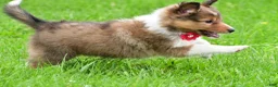 Shetland Sheepdog dogs for sale: Kaleen - Ad 11