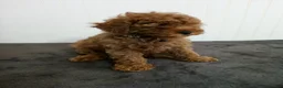 Toy Poodle dogs for sale: Tiger - Ad 4