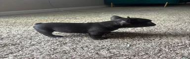 French Bulldog 3