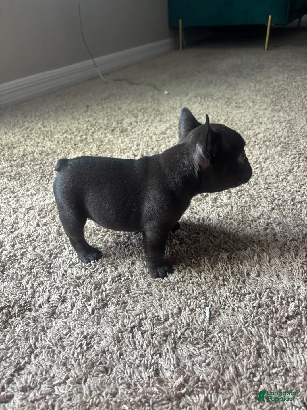 French Bulldog dogs for sale: French Bulldog 3 - Ad 1