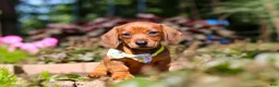 Miniature Dachshund dogs for sale: Alex - Ad 7
