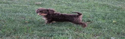 Cavapoo dogs for sale: Forrest - Ad 4