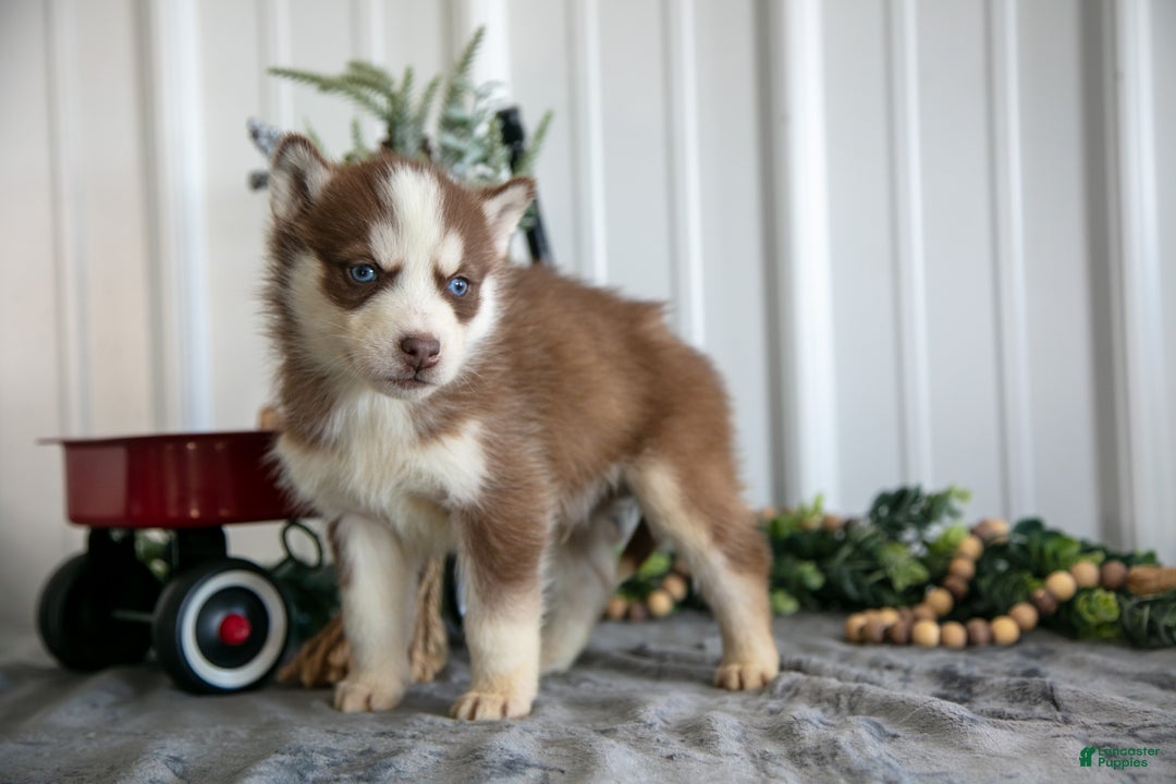 Siberian Husky dogs for sale: Stefan - Ad 3