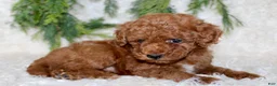 Miniature Poodle dogs for sale: Miniature Poodle 4 - Ad 4
