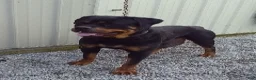 Rottweiler dogs for sale: Knox - Ad 19