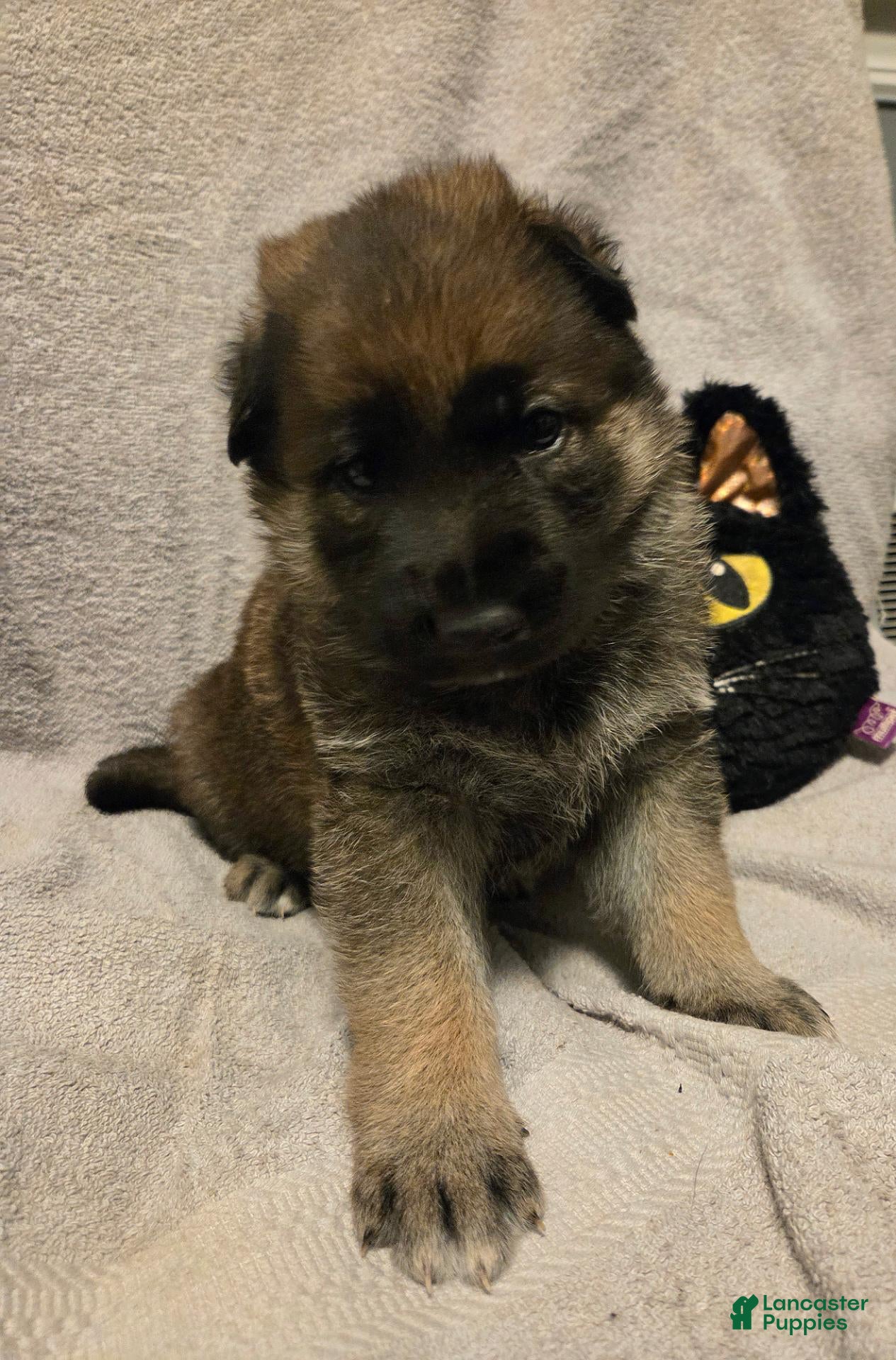 German Shepherd dogs Dean - Ad 2