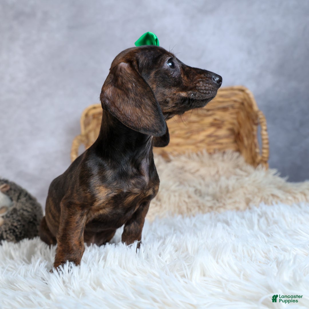 Miniature Dachshund dogs for sale: Fletcher - Ad 12