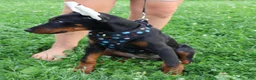 Doberman Pinscher dogs for sale: Doberman Pinscher 4 - Ad 15