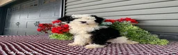 Mini Sheepadoodle dogs for sale: Rambo - Ad 1