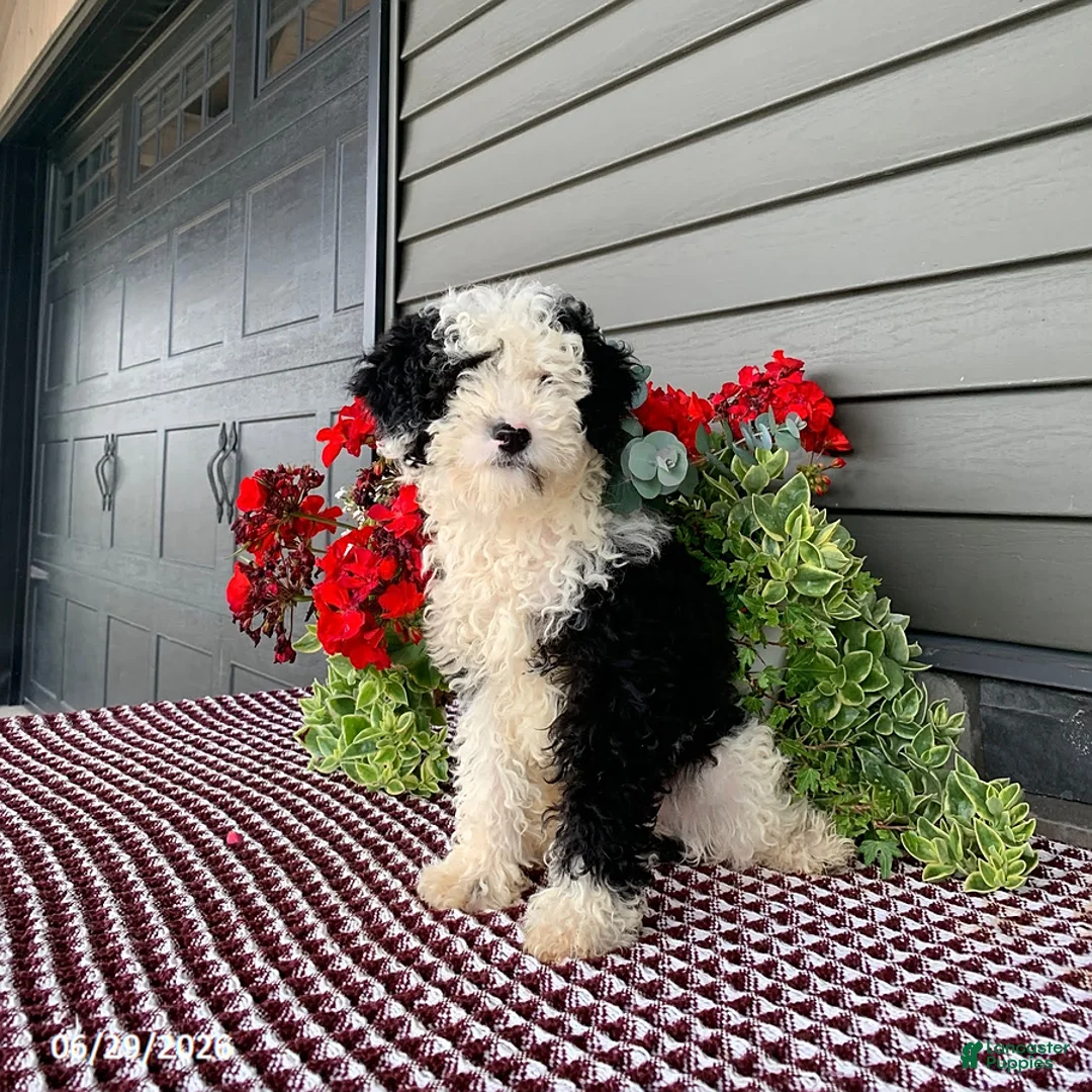 Mini Sheepadoodle dogs for sale: Rambo - Ad 1