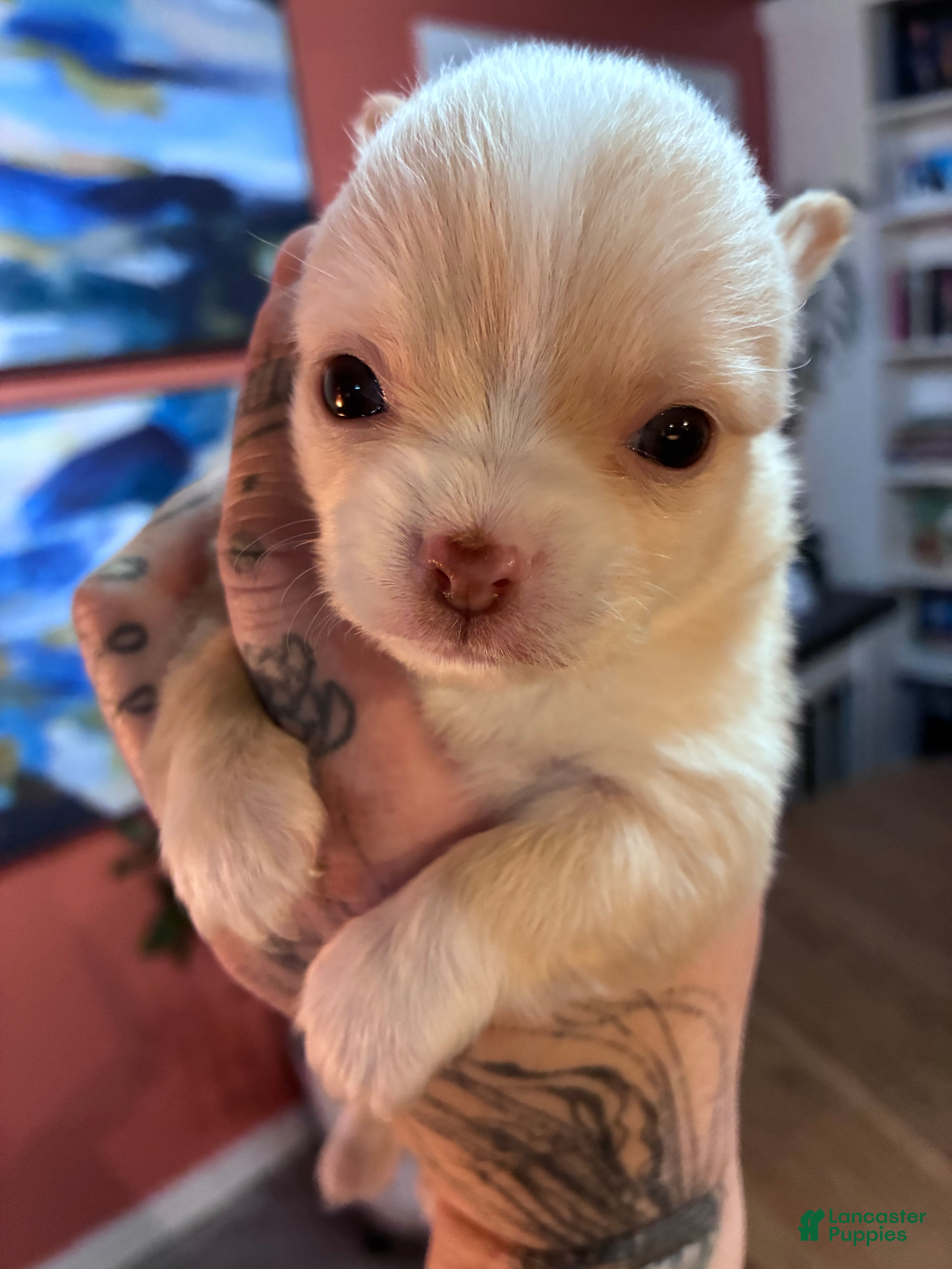 Chihuahua dogs Chihuahua Puppy 1 - Ad 32