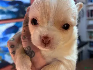 Chihuahua dogs Chihuahua Puppy 1 - Ad 42