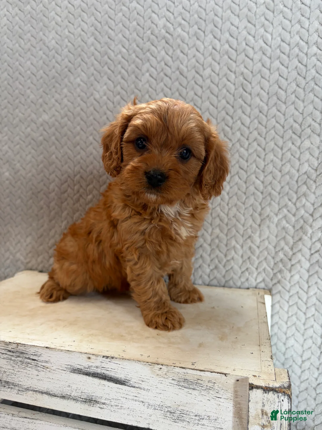Cavapoo dogs for sale: Max - Ad 1