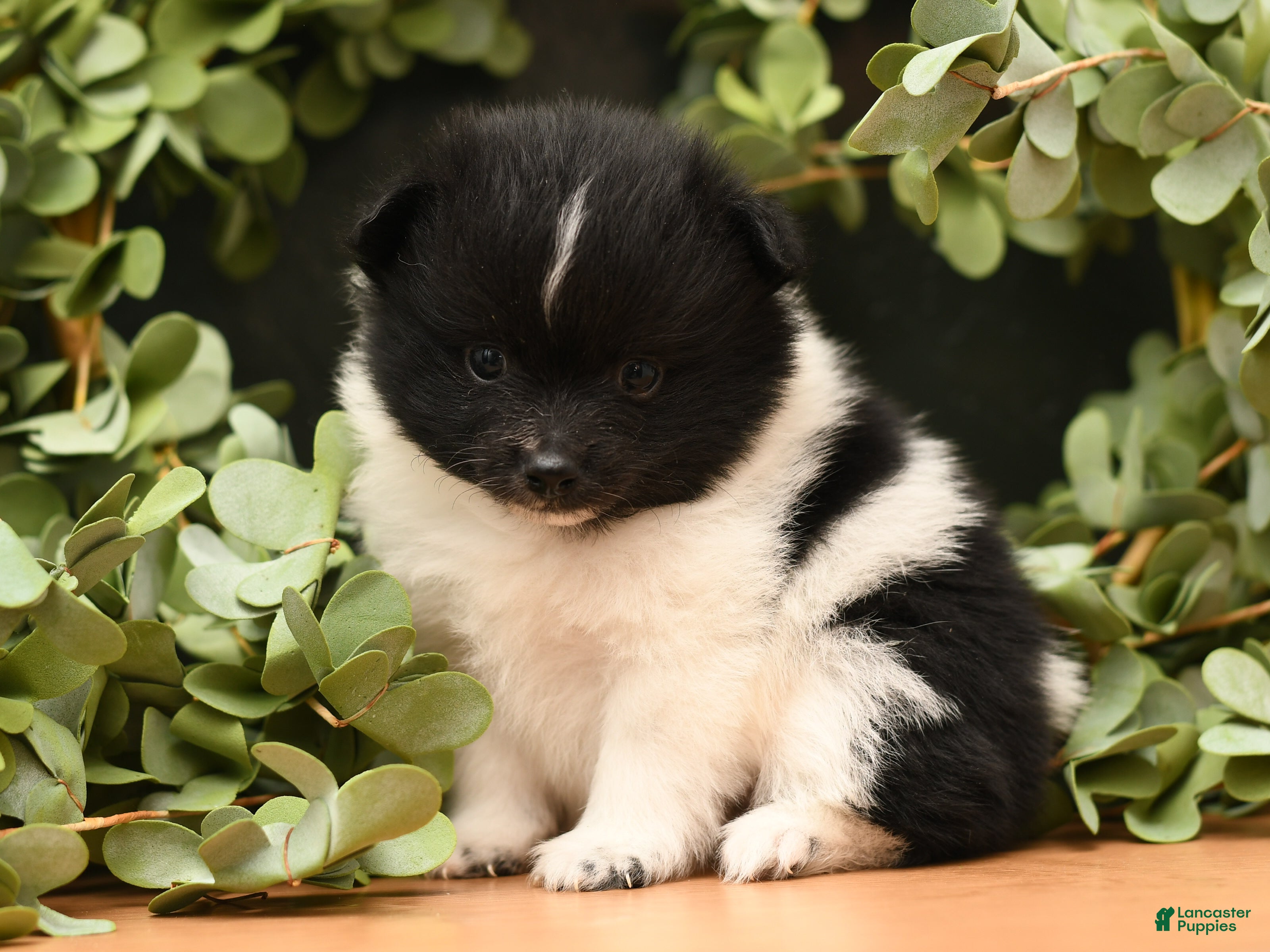 Pomeranian dogs Warden - Ad 1