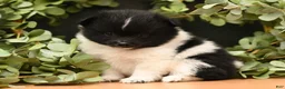 Pomeranian dogs for sale: Warden - Ad 1