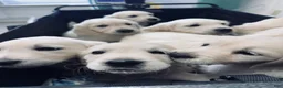 Golden Retriever dogs for sale: Golden Retriever Male 1 - Ad 3