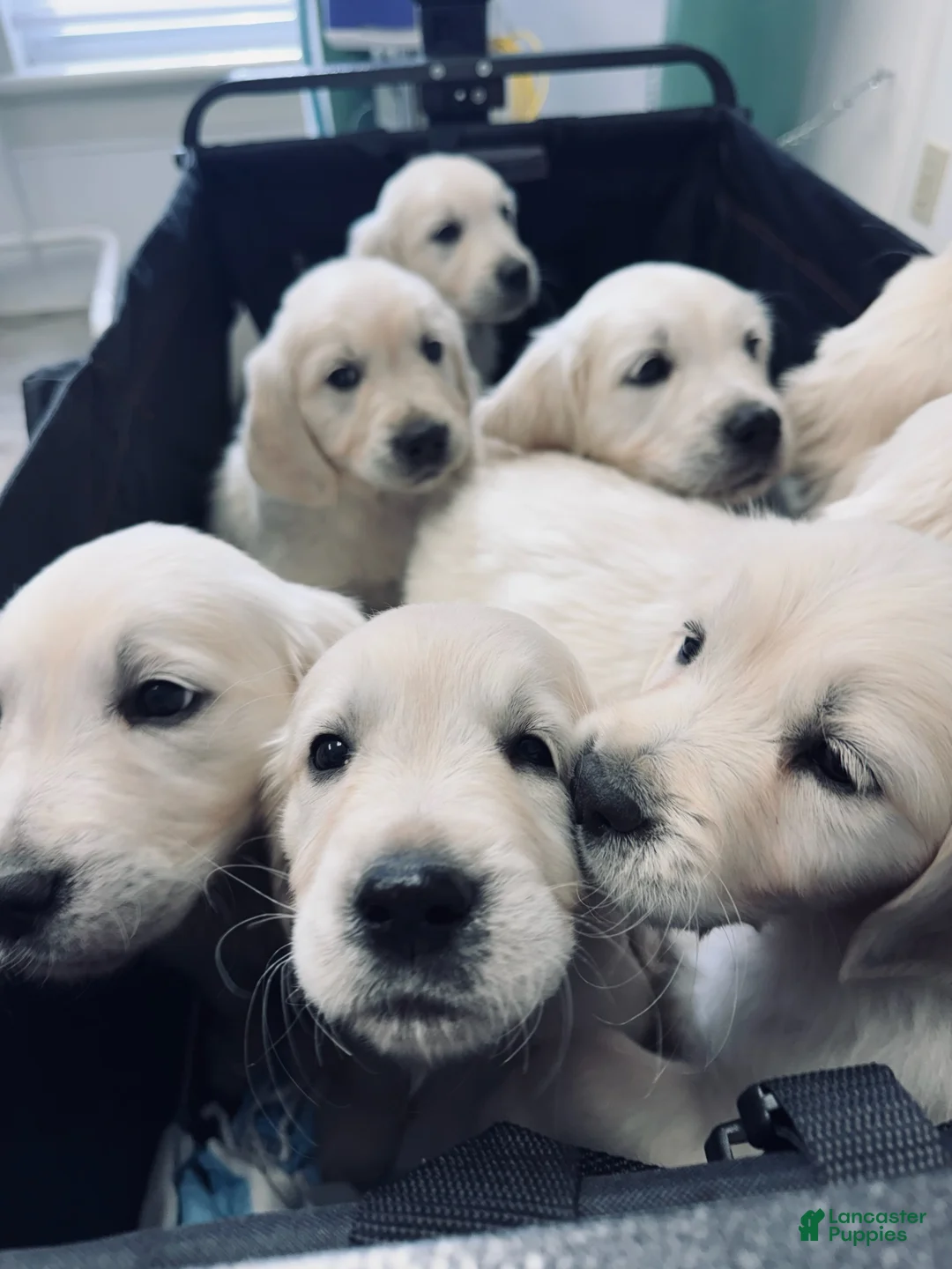 Golden Retriever dogs for sale: Golden Retriever Male 1 - Ad 3