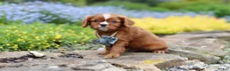 Cavalier King Charles Spaniel dogs for sale: Mr. Bentley - Ad 12