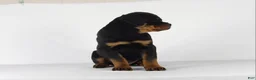 Rottweiler dogs for sale: Rottweiler Puppy 2 - Ad 10