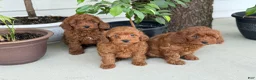 Miniature Poodle dogs for sale: Teddy - Ad 20