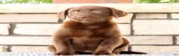 Labrador Retriever dogs for sale: Mindy - Ad 2