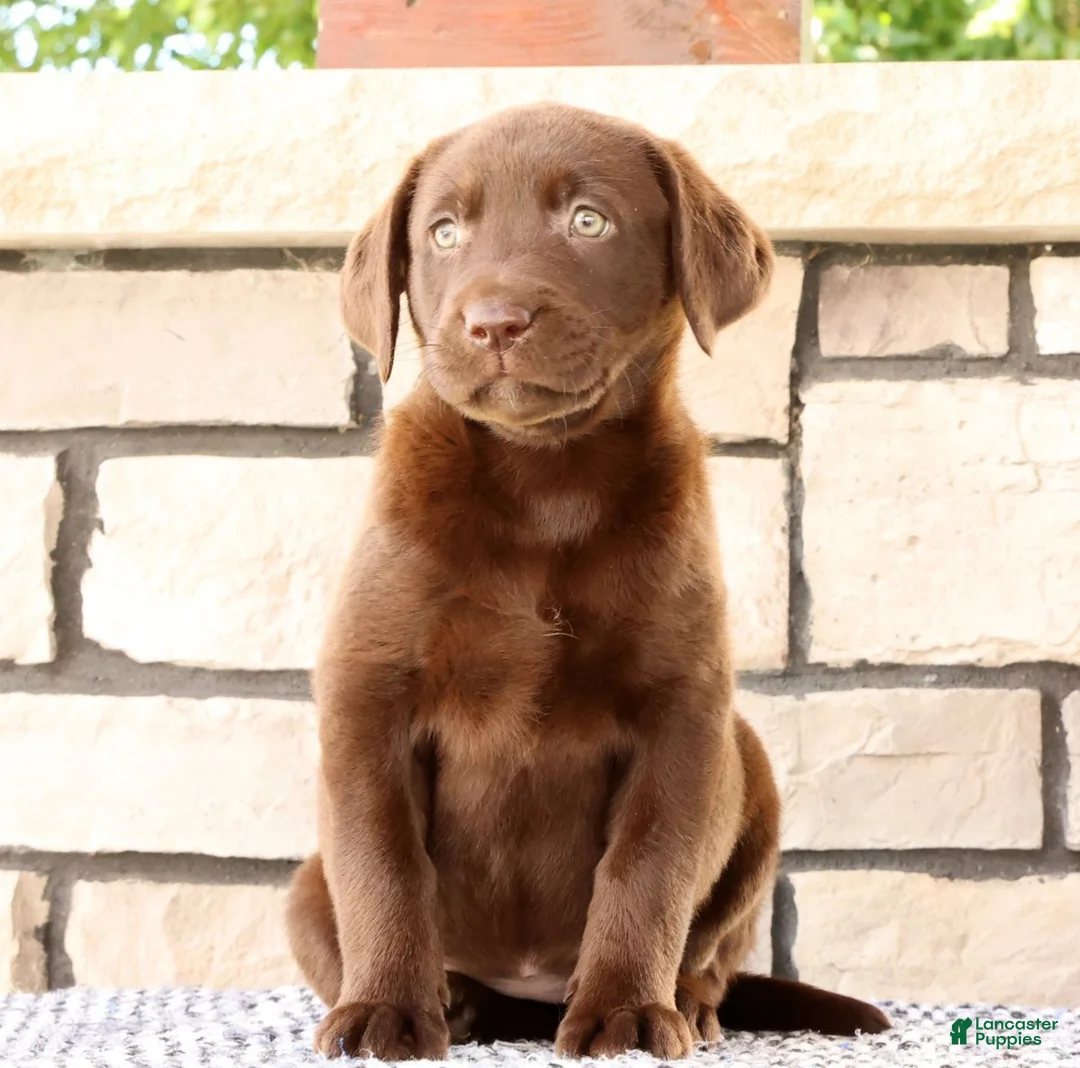 Labrador Retriever dogs for sale: Mindy - Ad 2