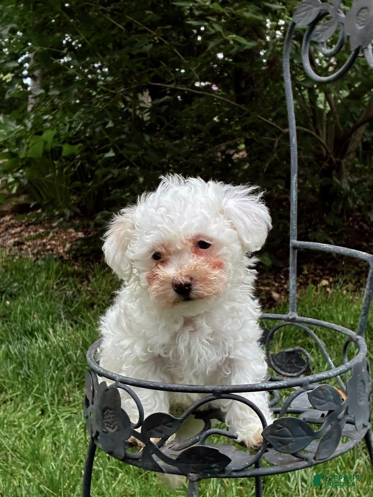 Maltipoo dogs for sale: Maltipoo Puppy 3 - Ad 1