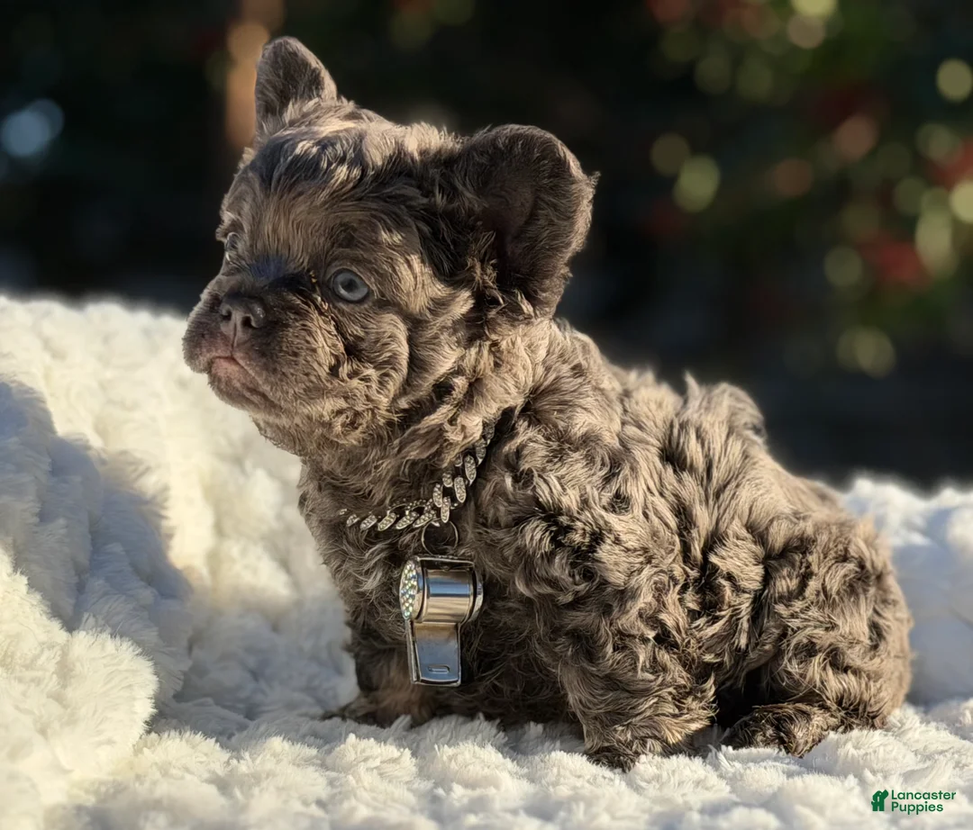 French Bulldog dogs for sale: Mr. Bullion - Ad 4