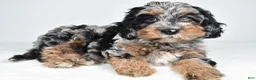 Cockapoo dogs for sale: Vicki - Ad 7