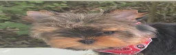 Yorkshire Terrier dogs for sale: Cody - Ad 11